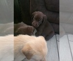 Image preview for Ad Listing. Nickname: Litter of 4
