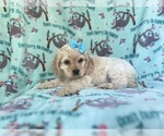 Small #3 Cocker Spaniel