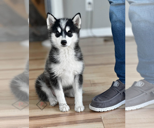 Pomsky Puppy for sale in KANSAS CITY, MO, USA