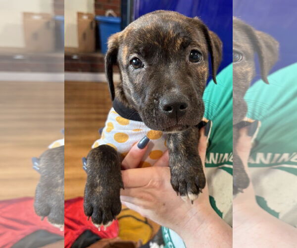 Medium Photo #1 Labrador Retriever-Unknown Mix Puppy For Sale in Clarkston, MI, USA