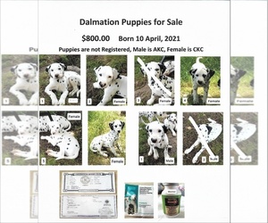Dalmatian Puppy for sale in ARDMORE, OK, USA