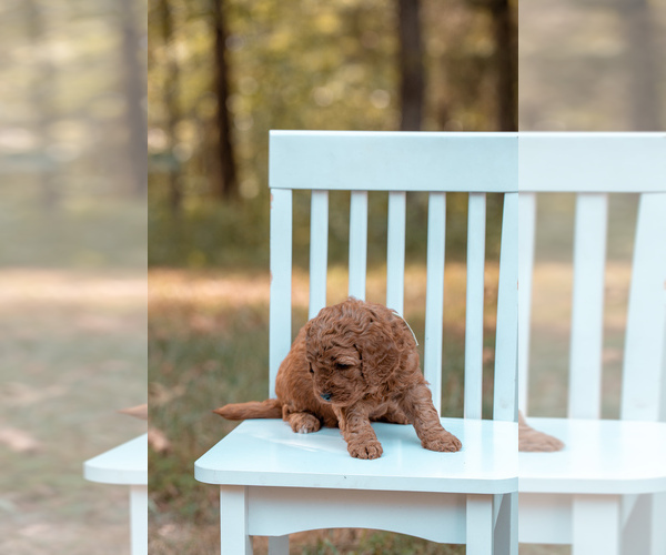 Medium Photo #9 Goldendoodle (Miniature) Puppy For Sale in ASH GROVE, MO, USA