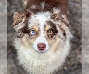 Father of the Miniature Australian Shepherd puppies born on 04/12/2023