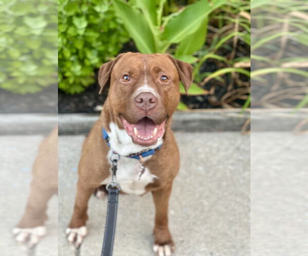 Medium Photo #19 Mutt Puppy For Sale in Mount Laurel, NJ, USA