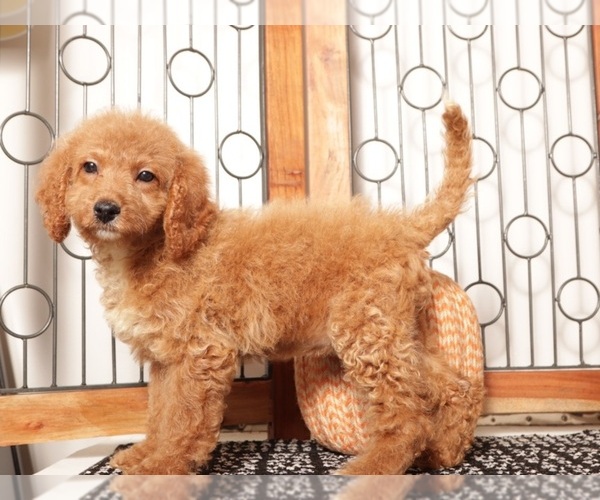 Medium Photo #1 Goldendoodle (Miniature) Puppy For Sale in NAPLES, FL, USA