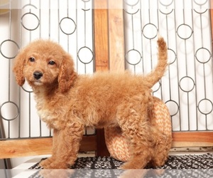 Goldendoodle (Miniature) Puppy for Sale in NAPLES, Florida USA