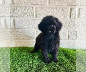 Poodle (Toy) Puppy for sale in EL CAMPO, TX, USA