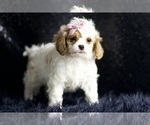 Small Photo #79 Cavapoo Puppy For Sale in WARSAW, IN, USA