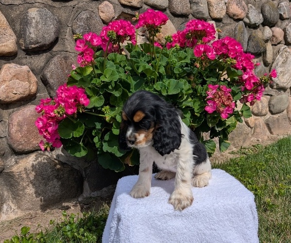 Medium Photo #4 Cocker Spaniel Puppy For Sale in GOSHEN, IN, USA