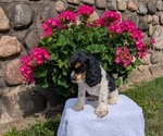 Small #3 Cocker Spaniel