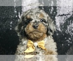 Puppy LighteningRider Poodle (Miniature)