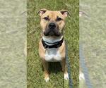 Small American Staffordshire Terrier