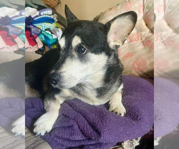 Medium Photo #6 Mutt Puppy For Sale in Marine City, MI, USA