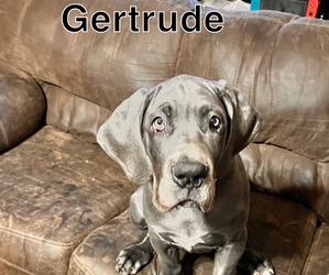Great Dane Puppy for Sale in SAND SPRINGS, Oklahoma USA