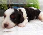 Small #3 Cavapoo