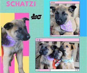 Mutt Dogs for adoption in Lindsay, CA, USA