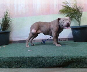 Medium American Pit Bull Terrier