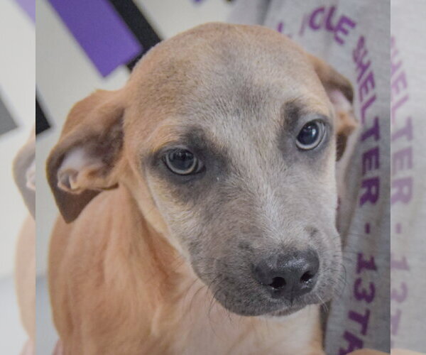 Medium Photo #1 Italian Greyhound-Shih Tzu Mix Puppy For Sale in Huntley, IL, USA