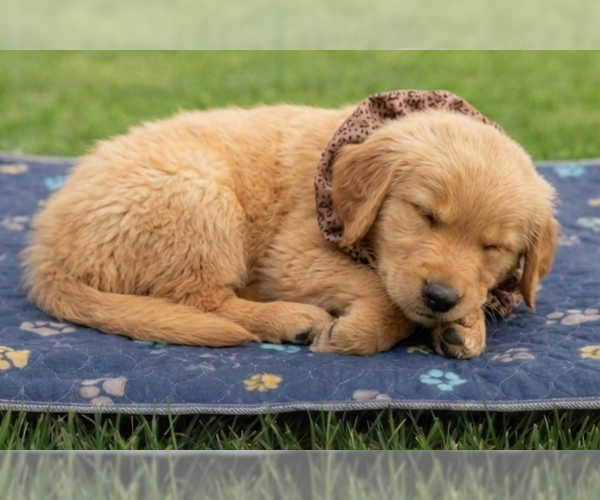 Medium Photo #3 Golden Retriever Puppy For Sale in Grovertown, IN, USA