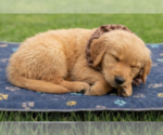 Small #2 Golden Retriever