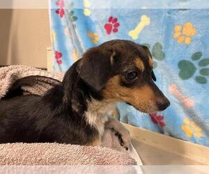 Chihuahua Dogs for adoption in Modesto, CA, USA