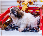 Small #2 Shih Tzu