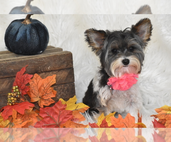 Medium Photo #6 Yorkshire Terrier Puppy For Sale in ELDORADO, OH, USA