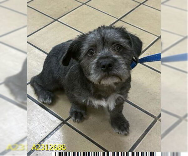 Medium Photo #2 Mutt Puppy For Sale in Royal Palm Beach, FL, USA