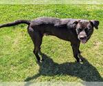 Small Labrador Retriever Mix