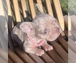 Small #14 French Bulldog