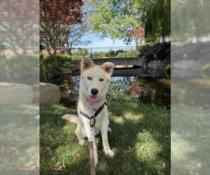 TROY - Male Gerberian Shepsky Dog for Adoption - Photo #3