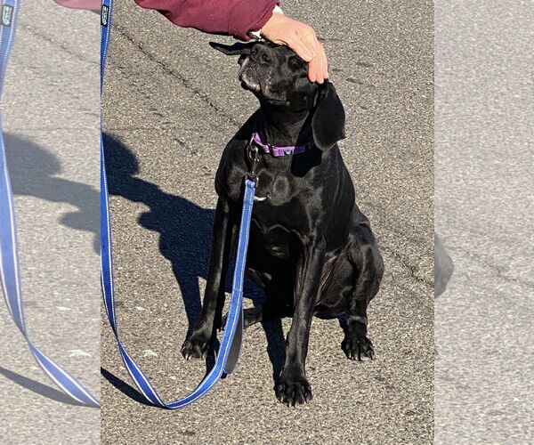 Medium Photo #13 German Shorthaired Pointer-Unknown Mix Puppy For Sale in Spotsylvania, VA, USA