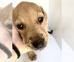 Small Redbone Coonhound Mix