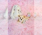 Small #17 Chihuahua