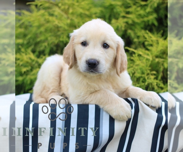 Medium Photo #3 Golden Retriever Puppy For Sale in LITITZ, PA, USA