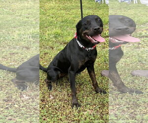 Miranda - Female Labrador Retriever-Unknown Mix Dog for Adoption - Photo #2
