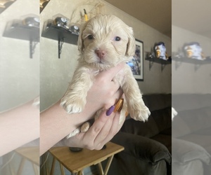 Lhasa-Poo Dog for Adoption in E BRUNSWICK, New Jersey USA