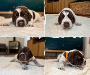 Wirehaired Pointing Griffon Puppy for Sale in Leamington, Ontario Canada