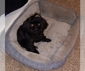Shih Tzu Puppy for sale in INDIANAPOLIS, IN, USA
