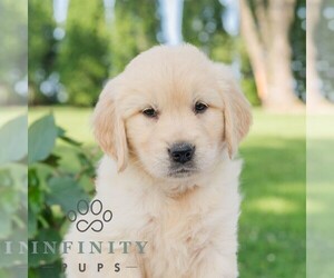 Golden Retriever Puppy for sale in NEWPORT, PA, USA