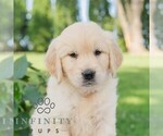 Small Golden Retriever