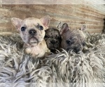 Small #3 French Bulldog