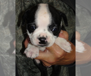 Boston Terrier Puppy for sale in BEND, OR, USA