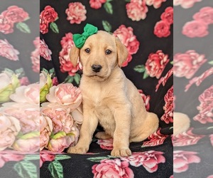 Labrador Retriever Puppy for sale in HOLTWOOD, PA, USA