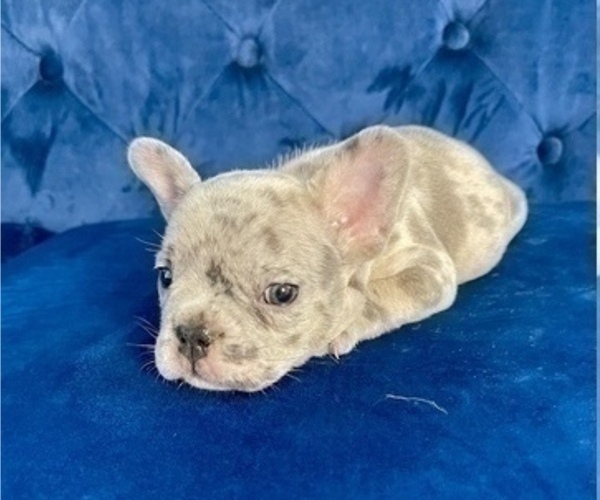Medium Photo #5 French Bulldog Puppy For Sale in MEDINA, WA, USA