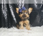 Puppy Buzzie UABR Yorkshire Terrier