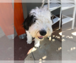 Small Photo #1 Golden Retriever-Old English Sheepdog Mix Puppy For Sale in ANAHEIM, CA, USA