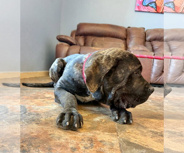 Medium Photo #3 Mastiff Puppy For Sale in Goodyear, AZ, USA
