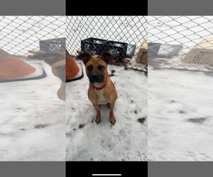 Scooby Doo - Male American Pit Bull Terrier-Unknown Mix Dog for Adoption - Photo #4
