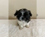 Small Photo #3 Shih Tzu Puppy For Sale in BALL GROUND, GA, USA